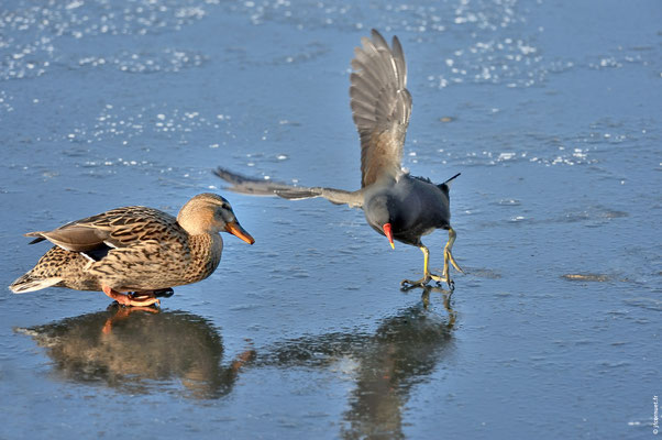 POULE D'EAU