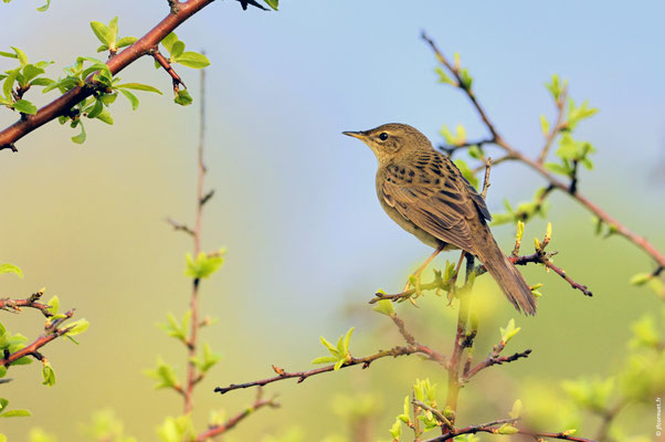 LOCUSTELLE TACHETÉE