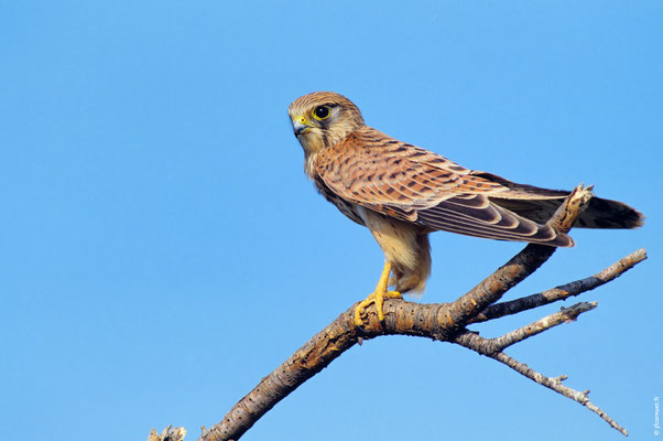 FAUCON CRÉCERELLE