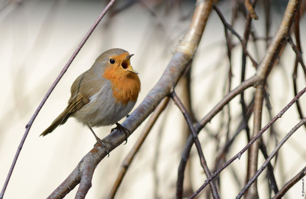 ROUGEGORGE FAMILIER adulte chantant