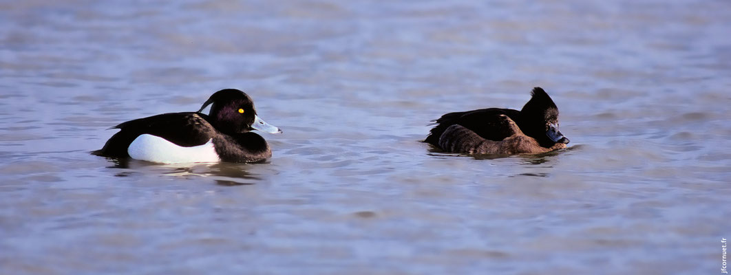 FULIGULE MORILLON couple