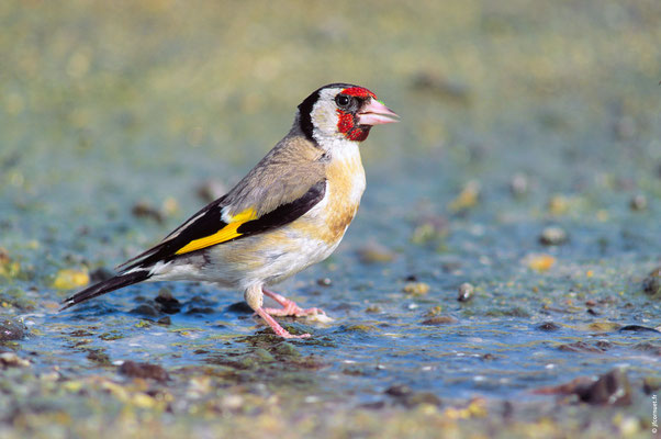 CHARDONNERET ÉLÉGANT