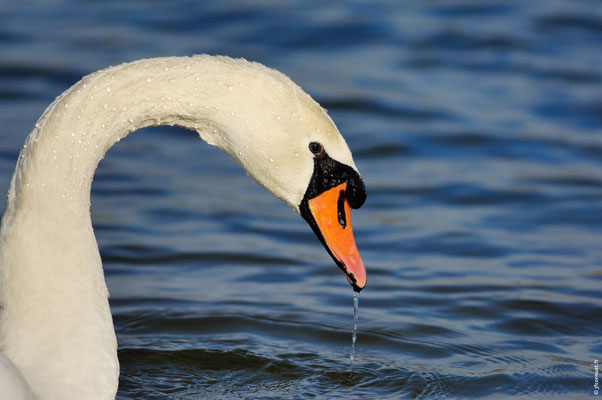 CYGNE TUBERCULÉ