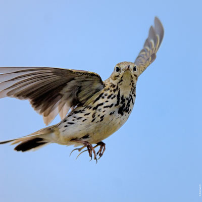 PIPIT FARLOUSE