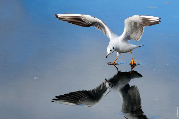 MOUETTE RIEUSE