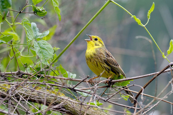 BRUANT JAUNE mâle