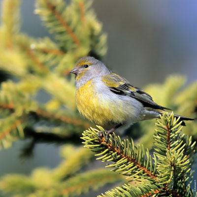 VENTURON MONTAGNARD femelle