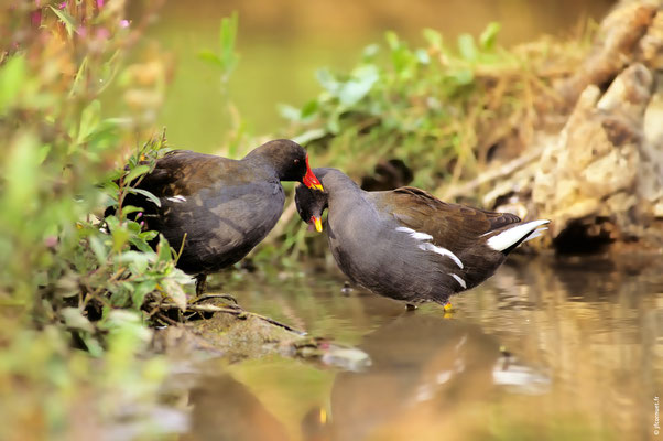 POULE D'EAU