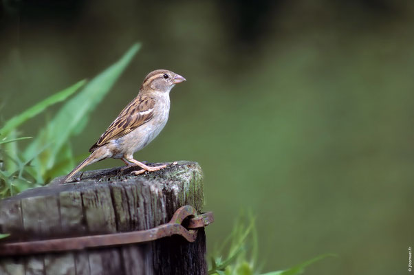 MOINEAU DOMESTIQUE