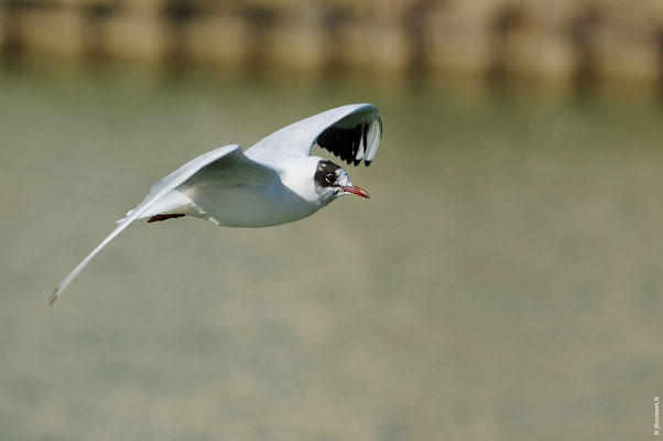 MOUETTE RIEUSE