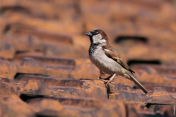 MOINEAU DOMESTIQUE