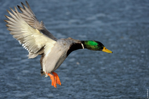 CANARD COLVERT