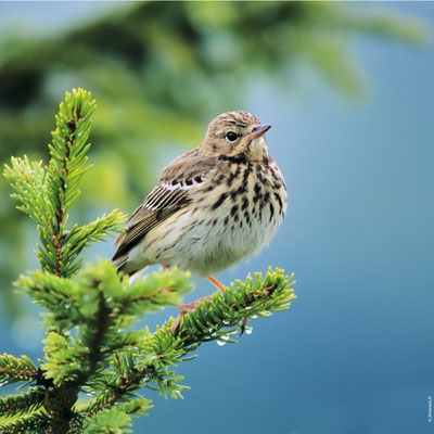 PIPIT DES ARBRES