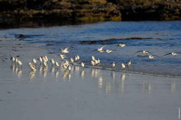 BÉCASSEAU SANDERLING