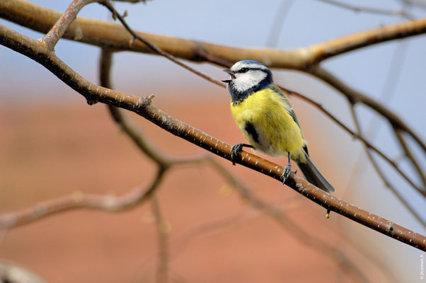 MÉSANGE BLEUE