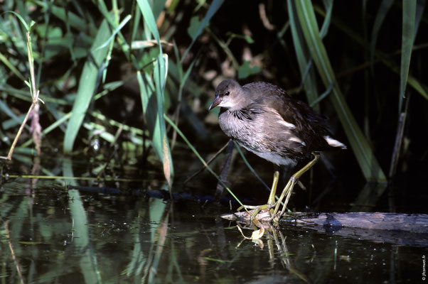 POULE D'EAU immature