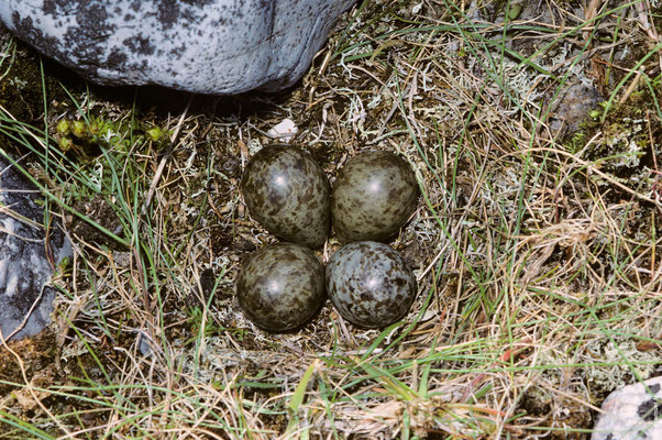 TOURNEPIERRE À COLLIER nid