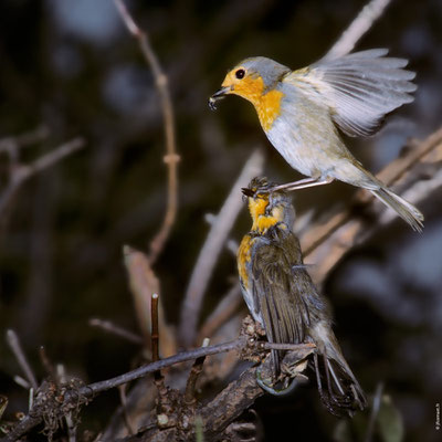 ROUGEGORGE FAMILIER attaque d'un individu mort placé intentionnellement sur le territoire d'un adulte