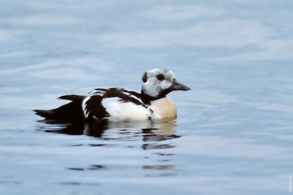 EIDER DE STELLER