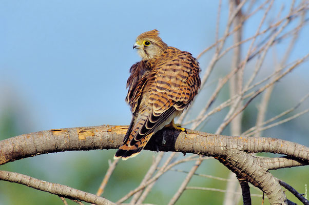 FAUCON CRÉCERELLE