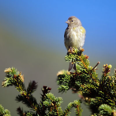 VENTURON MONTAGNARD immature