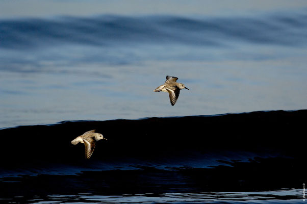 BÉCASSEAU SANDERLING