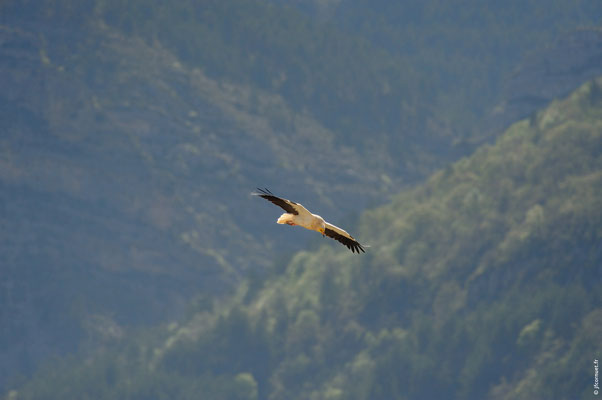 VAUTOUR PERCNOPTÈRE