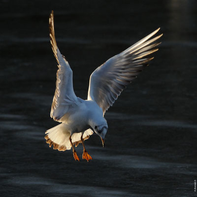 MOUETTE RIEUSE