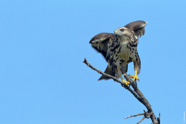 BUSE VARIABLE