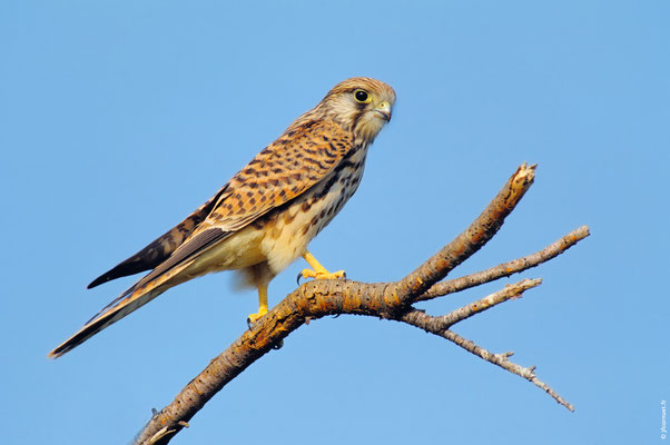 FAUCON CRÉCERELLE