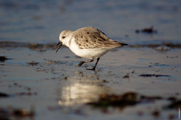 BÉCASSEAU SANDERLING