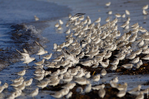 BÉCASSEAU SANDERLING