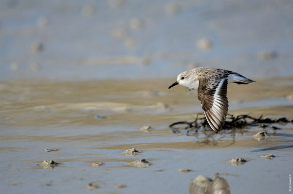 BÉCASSEAU SANDERLING