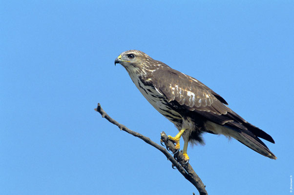 BUSE VARIABLE