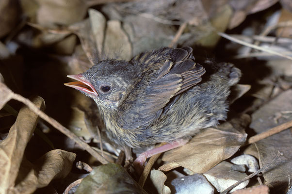 ACCENTEUR MOUCHET poussin