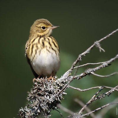 PIPIT DES ARBRES