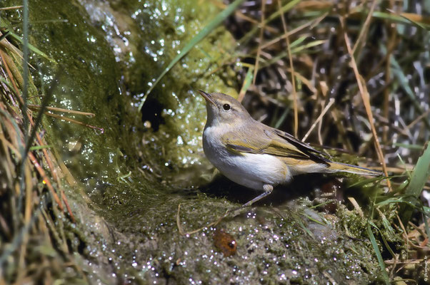 POUILLOT DE BONELLI