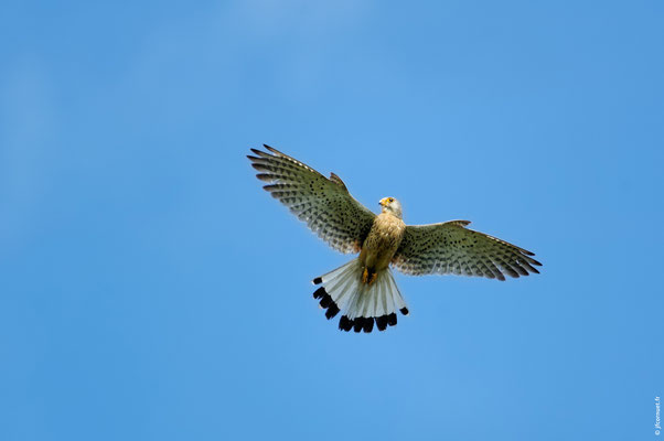 FAUCON CRÉCERELLE