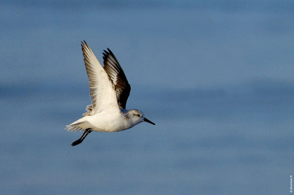 BÉCASSEAU SANDERLING