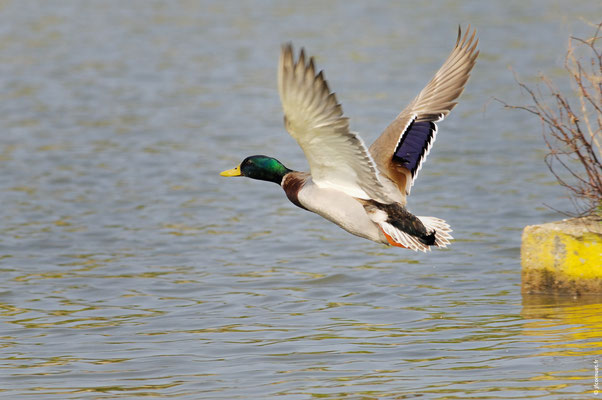 CANARD COLVERT