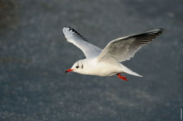 MOUETTE RIEUSE