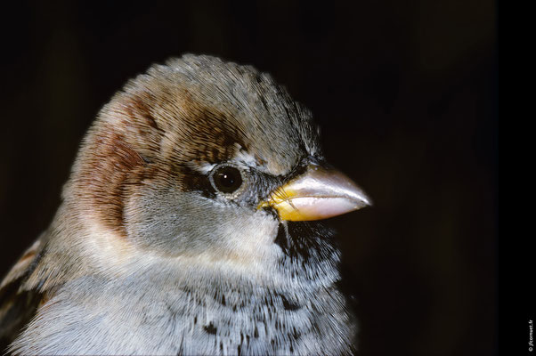 MOINEAU DOMESTIQUE