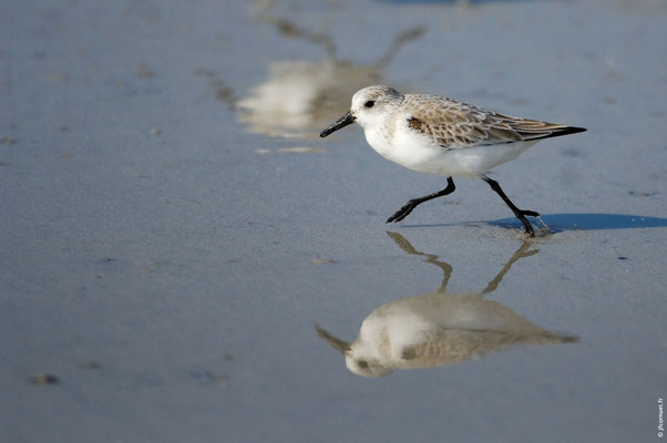 BÉCASSEAU SANDERLING