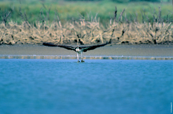 BALBUZARD PÊCHEUR