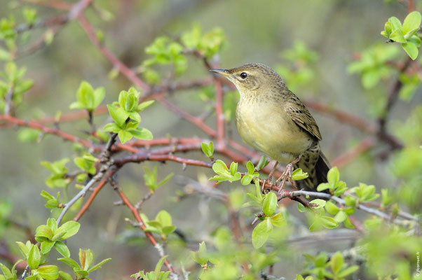 LOCUSTELLE TACHETÉE