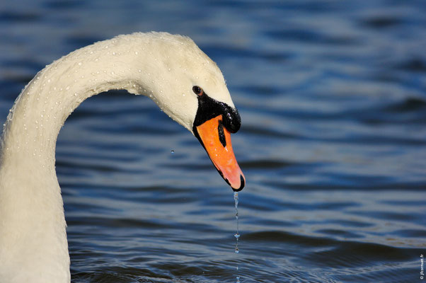 CYGNE TUBERCULÉ