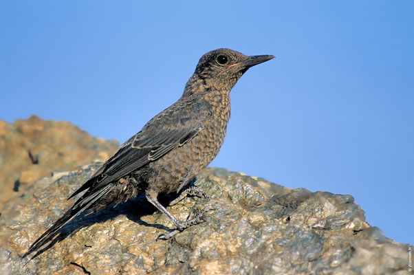 MONTICOLE BLEU immature