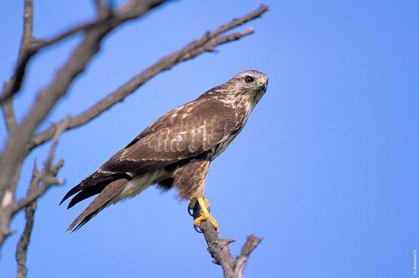 BUSE VARIABLE