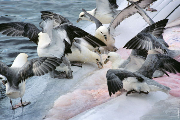 FULMAR BORÉAL sur un cadavre de Cétacé