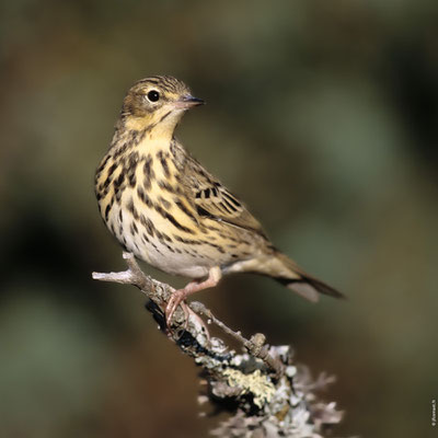 PIPIT DES ARBRES